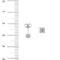 Boucles d'oreilles Boucles d’oreilles point lumineux en or blanc 18 ct et diamants 58 Facettes 36134