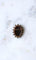 Broche Broche camée en onyx en or rose et diamants 58 Facettes