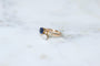 Bague 53 Bague Toi et Moi en or rose 18kt et platine, saphir et diamants 58 Facettes