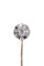 Broche ÉPINGLE ANCIENNE DIAMANT 58 Facettes 087121