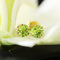Boucles d'oreilles Puces d'oreilles péridots en or 58 Facettes CVBO26
