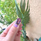 Bague 53 Bague Améthyste en Solitaire Or Jaune 58 Facettes AA 1719