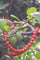 Collier Échos de l'Éveil : Collier de Corail Sanglant 58 Facettes 19262-0321