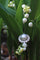 Bague 51 Bague de fiançailles Art déco en platine avec perle et diamants 58 Facettes 16046-0020