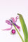 Bague 61 Bague de fiançailles vintage en or 18K bicolore, rubellite 7,09 ct et diamants 58 Facettes 21081-0285