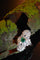 Bague 54 Bague Art déco de fiançailles en platine, diamants et émeraude 58 Facettes 22151-0121