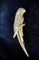 Broche Broche perroquet en or jaune 18 carats sertie de diamants 58 Facettes