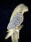 Broche Broche perroquet en or jaune 18 carats sertie de diamants 58 Facettes