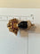 Broche Nardi Venezia « Moro » - Broche vintage en or jaune 18 carats, diamants et rubis 58 Facettes