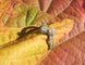 Bague 52 Belle Époque - Bague Toi et Moi en or rose, platine et diamants 58 Facettes