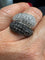 Bague 54 Bague en or blanc 18 carats sertie de diamants 58 Facettes 1.0000689/1