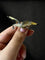 Broche Broche « Jonathan Livingston » en or jaune 585, diamants, émail et rubis 58 Facettes