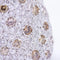 Bague 54 ALEGORIA - Bague en or blanc 18 kt et diamants 58 Facettes N102894