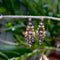 Boucles d'oreilles Boucles d’oreilles victoriennes espagnoles en or 18K, argent et diamant 58 Facettes A1002H