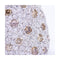 Bague ALEGORIA - Bague en or blanc 18 kt et diamants 58 Facettes UKN102894AS