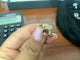 Bague 52 Bague Serpent Ovale Rubis et Diamants en or jaune 58 Facettes BA-5