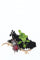 Broche Broche scarabée victorienne française, un insecte vif en grenat, rubis et diamants 58 Facettes 26050-0210