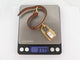 Montre Hermès Kelly Cadenas PM - Montre quartz 20 mm plaqué or 58 Facettes 273614