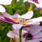 Bague 52 Bague tourbillon en or jaune 18k avec diamant 58 Facettes 248