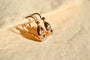 Dormeuses goutte sculptée en or jaune et or blanc 18 carats 58 Facettes 3901