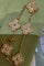 Bracelet Van Cleef & Arpels Vintage Alhambra - Bracelet 5 motifs en or jaune et diamants 58 Facettes Jnci15