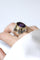 Bague 58 Bague chevalière en or jaune, argent, améthyste et tourmalines roses 58 Facettes