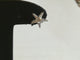 Boucles d'oreilles Boucles d'oreilles étoiles en or blanc et diamants 58 Facettes 01053