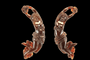 Boucles d'oreilles anciennes en écaille, or et perles 58 Facettes 7734