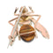 Charming Interbellum Bee Brooch, ca. 1930, with Tiger’s Eye and Diamonds 58 Facettes 26050-0106
