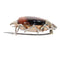 A circa 1880 beetle brooch with reddish tiger’s eye and seed pearls 58 Facettes 26127-0278