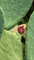 Bague 54 Rubellite - Bague en or jaune 18 carats et diamants 58 Facettes B360