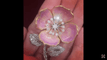 Broche Broche "Eglantine" Boucheron en or et platine, émail et diamants. 58 Facettes 26763