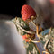 Broche Broche ancienne branche de fraisier 58 Facettes 00-073-2904123