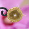 Broche Broche ronde or jaune perle 58 Facettes 18-057