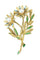 Broche BROCHE FLORALE ÉMAIL ET PERLES 58 Facettes 048711