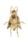 Broche BROCHE ANCIENNE INSECTE RUBIS ET DIAMANTS 58 Facettes 069521